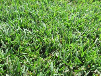 Patch of Discovery™ Bermudagrass sod