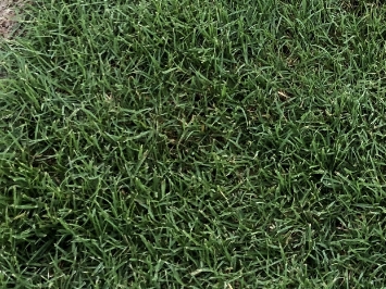 Patch of Sunday Ultra-Dwarf Bermudagrass sod